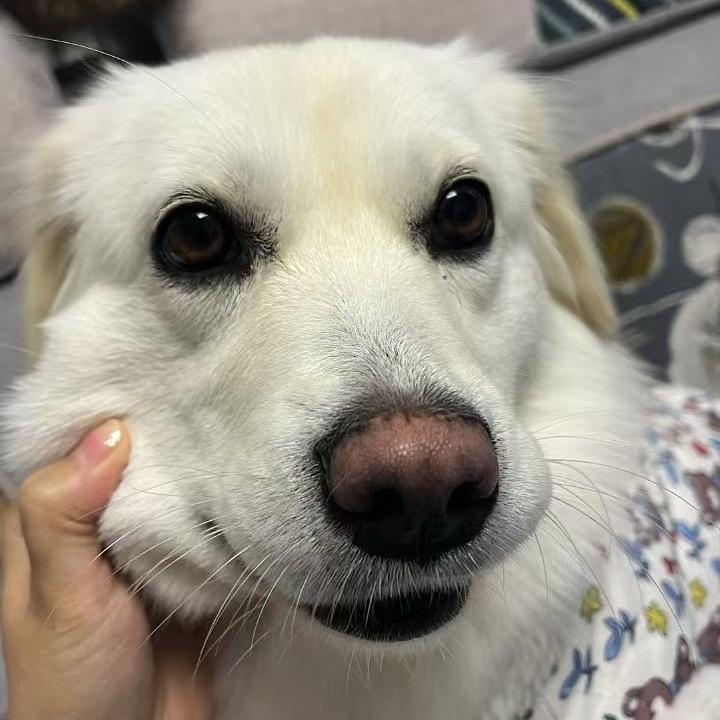 晋子.