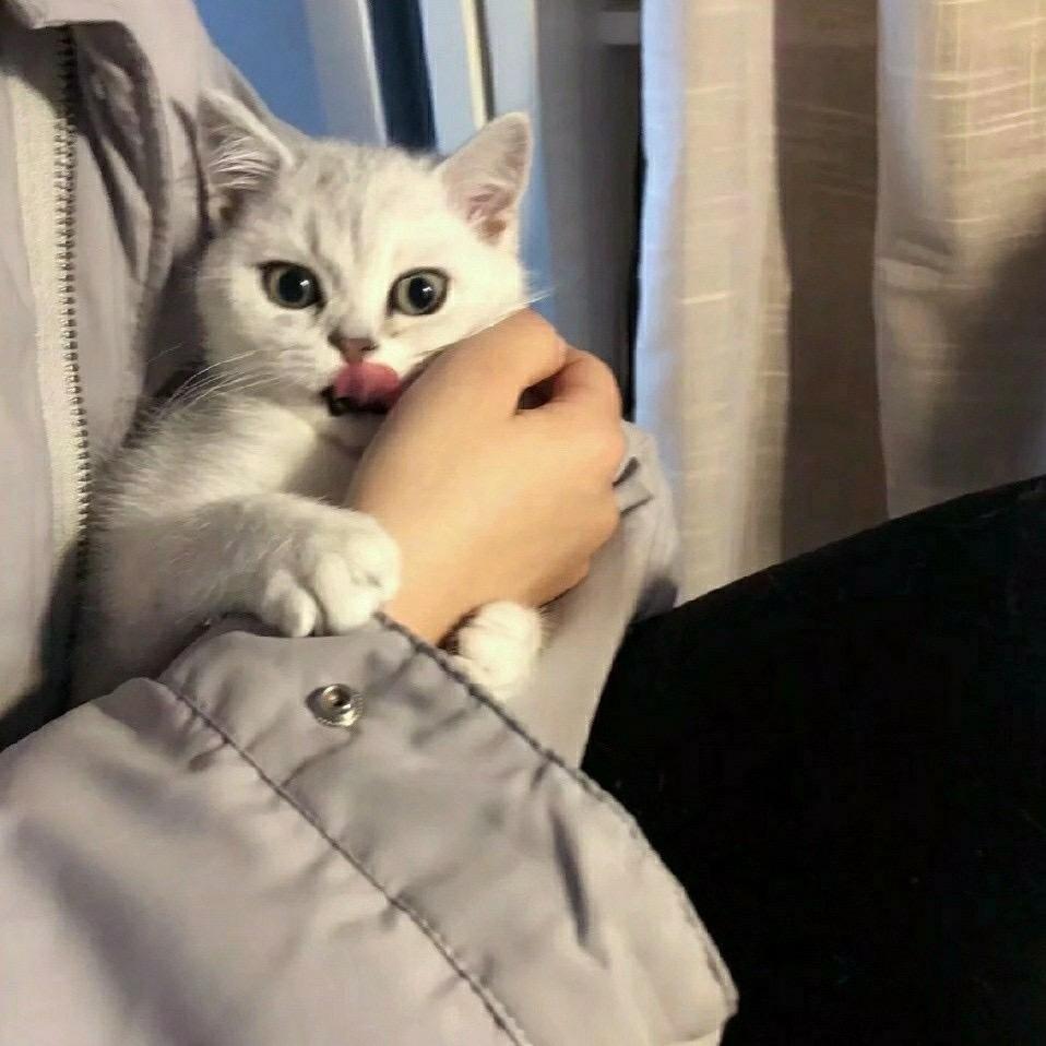is a cat