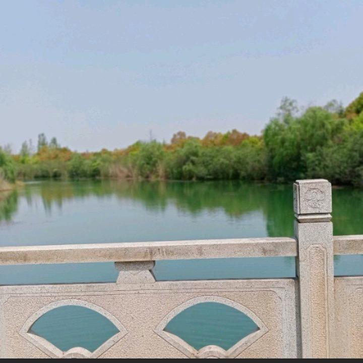 会飞的虎