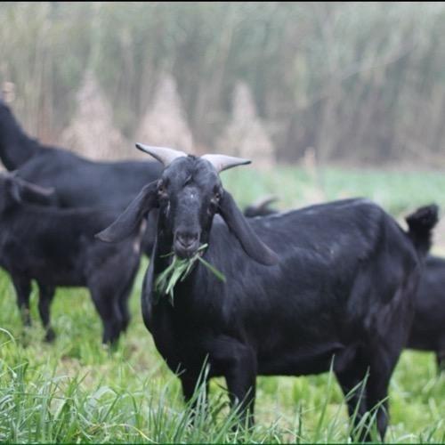 阿滨（生态养殖场）