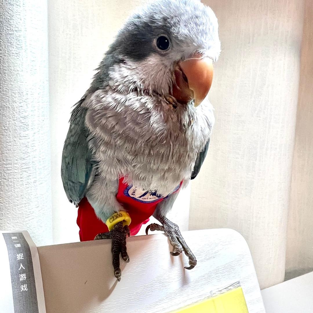 鸡仔麻麻