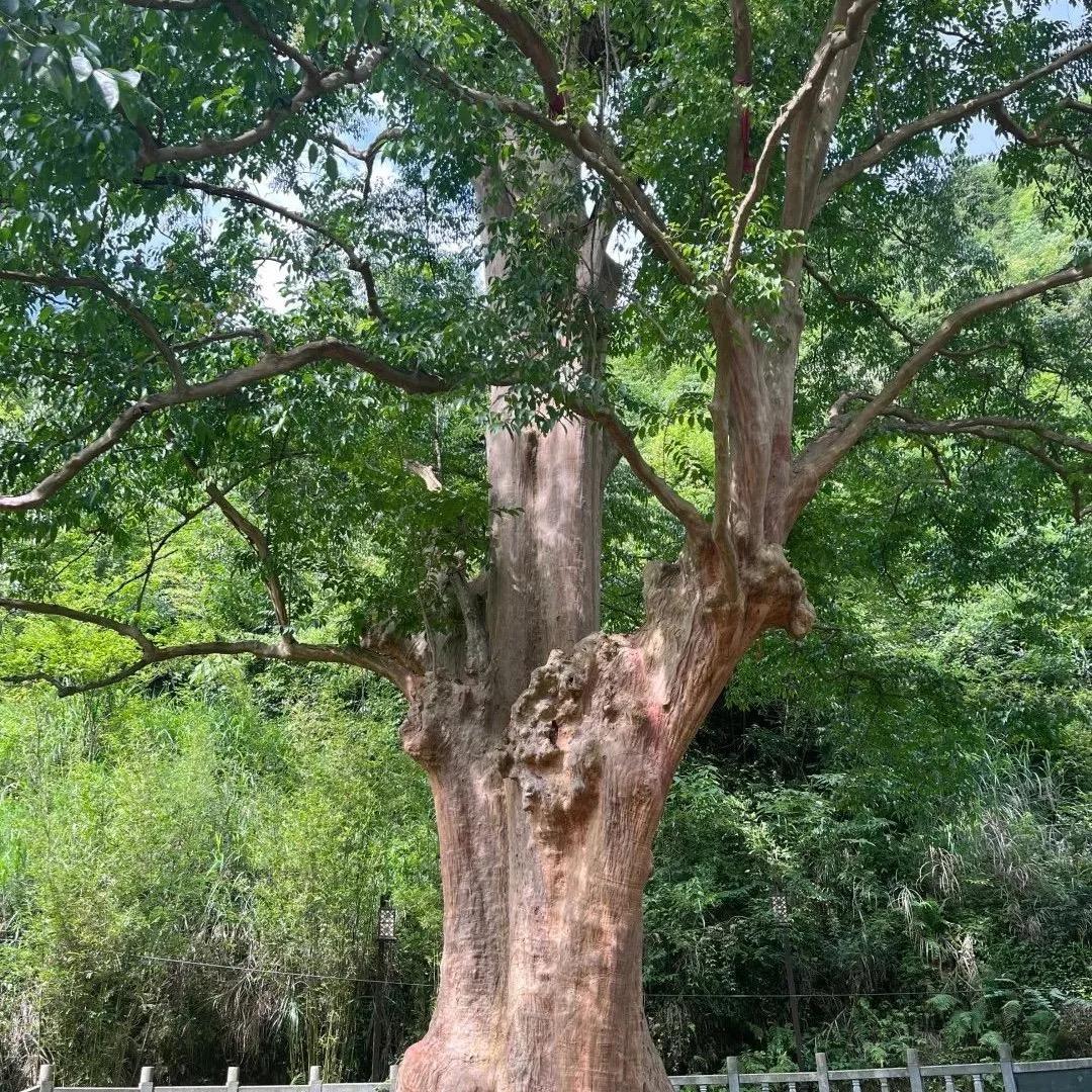 有志向就有梦想