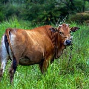 江浙沪小黄牛批发零售