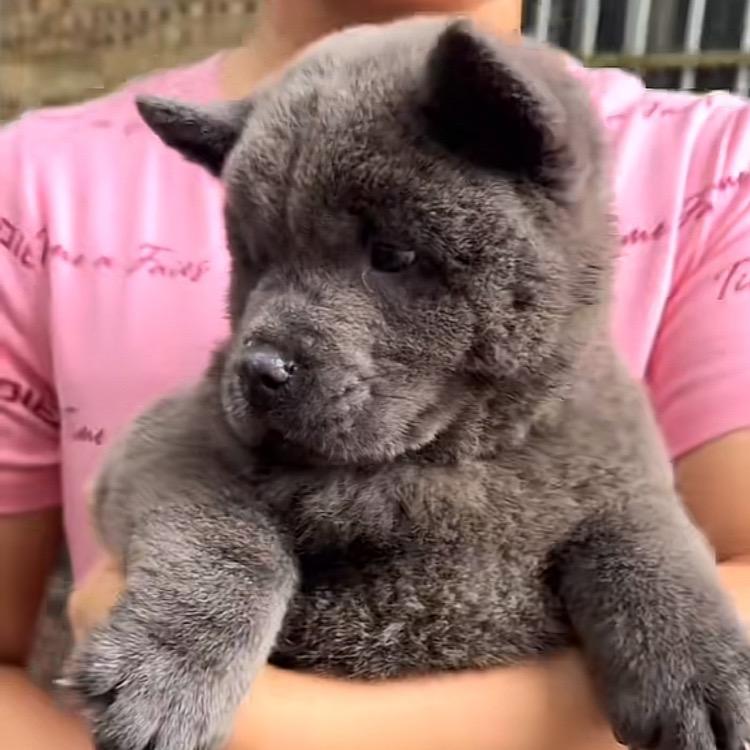 海口龙华苒斐敏宠物店官方号