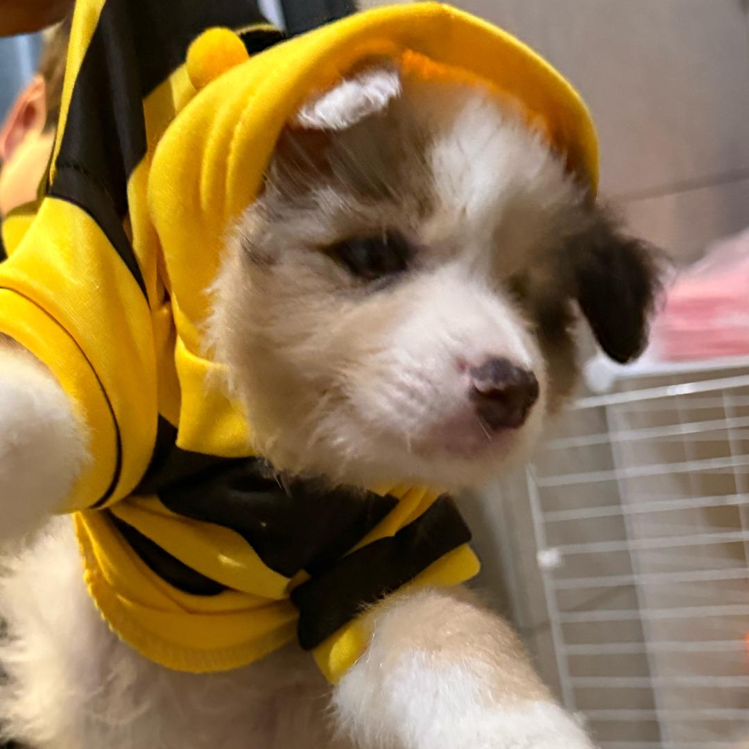 我是九万