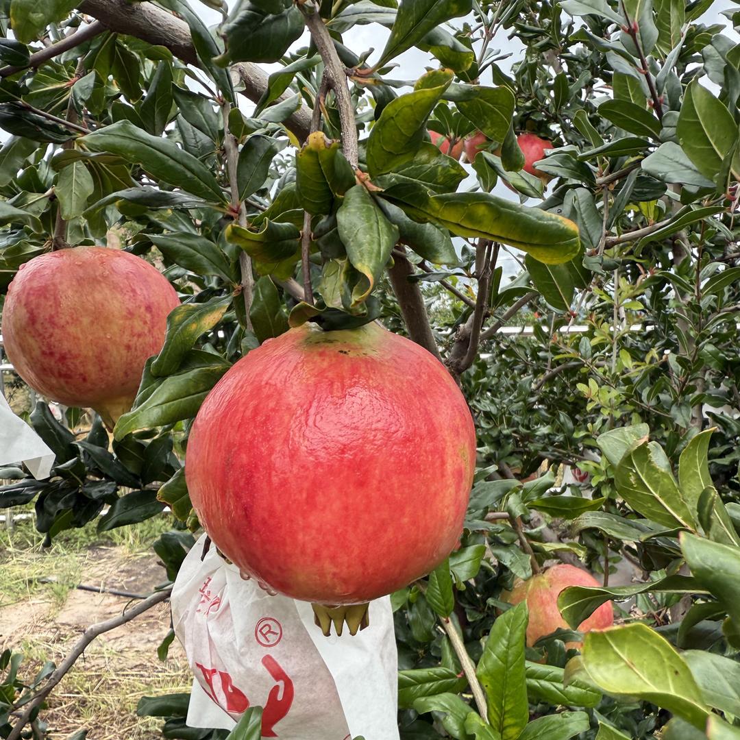 凉山会理突尼斯软籽石榴助农