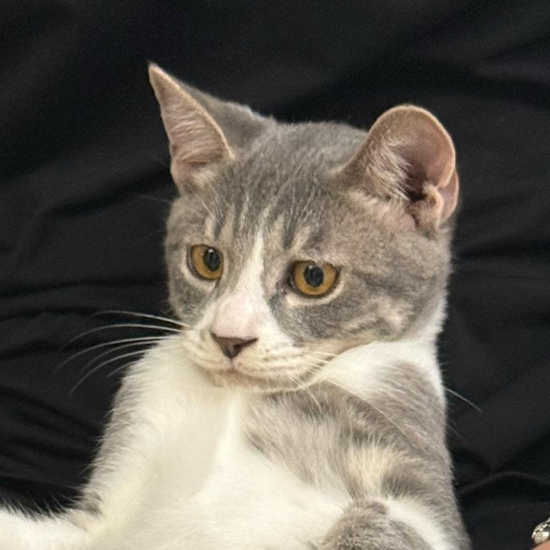🐈