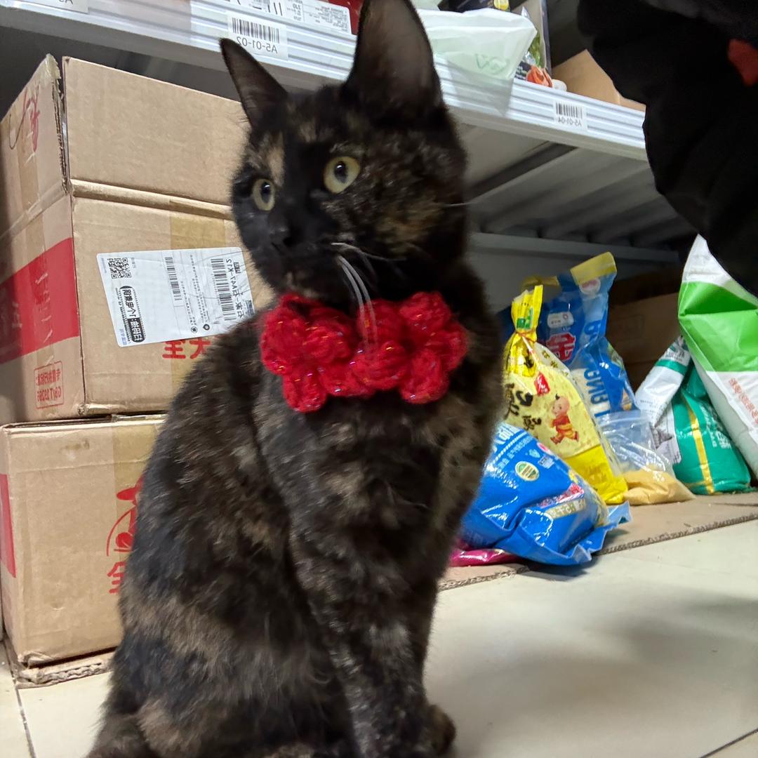 煤球是只猫