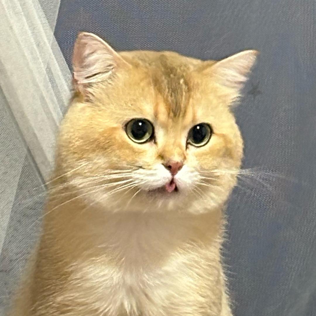 昕宝海外康健优选