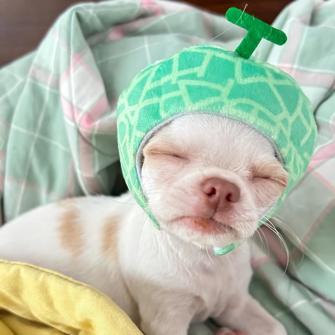 龙哥没带打火机🌾🩵