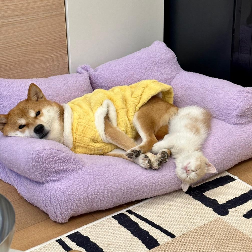 小猪蹦迪