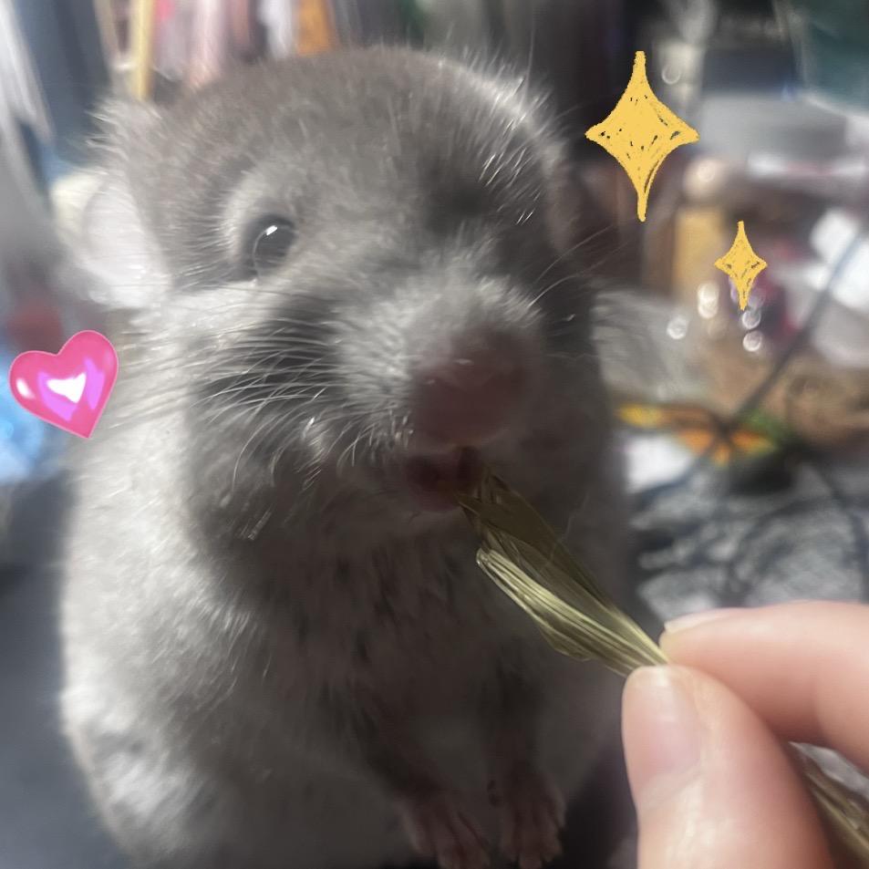 🌙猪肝不睡觉