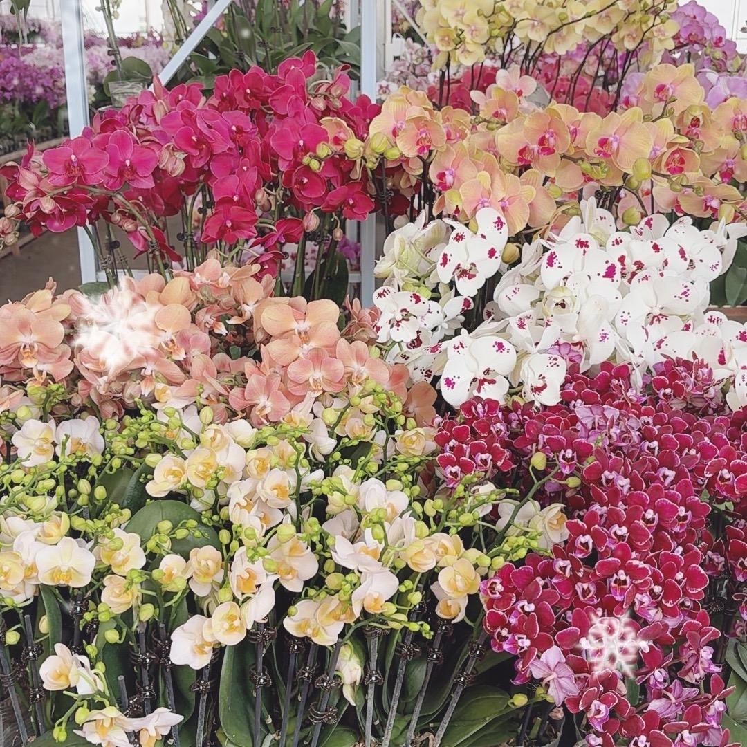 福祥花卉