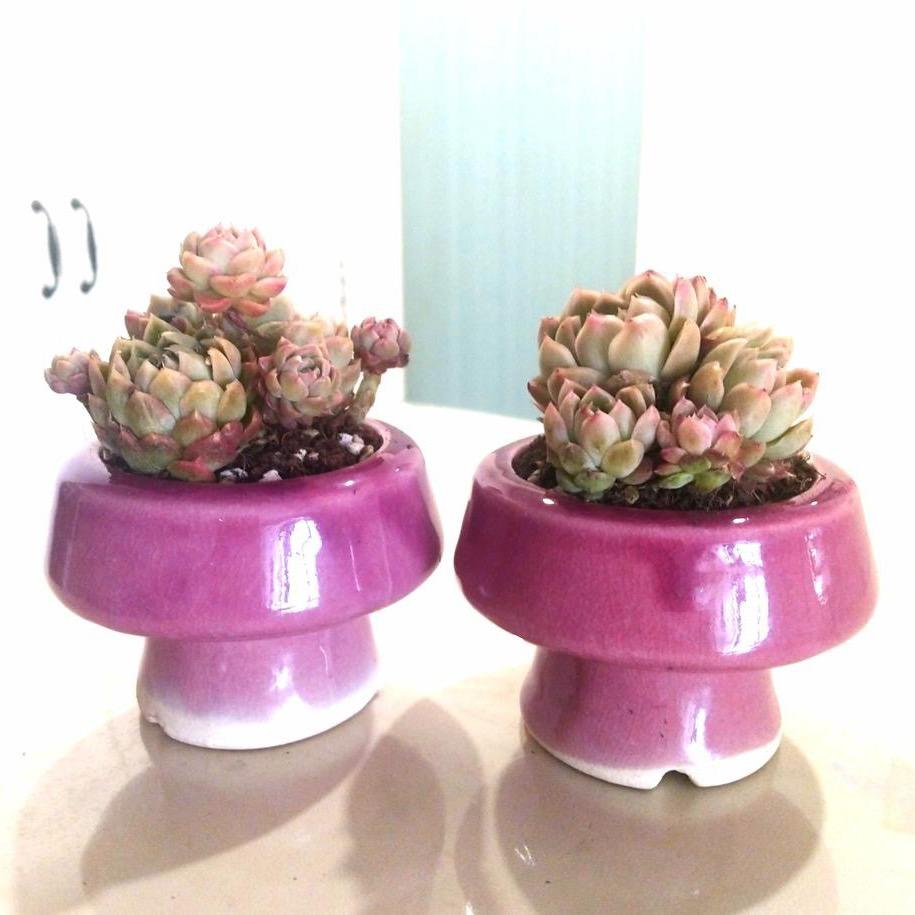 玉笛花盆