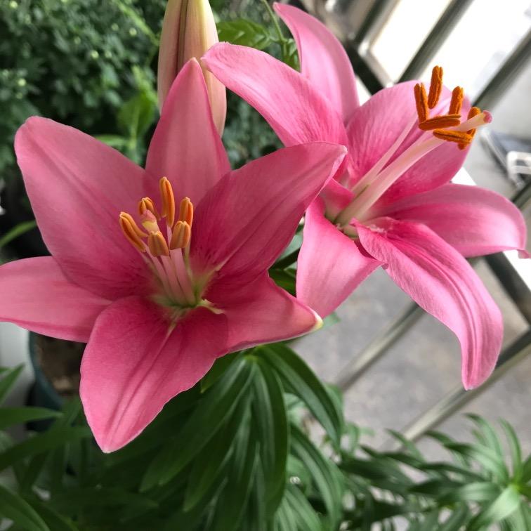 木木