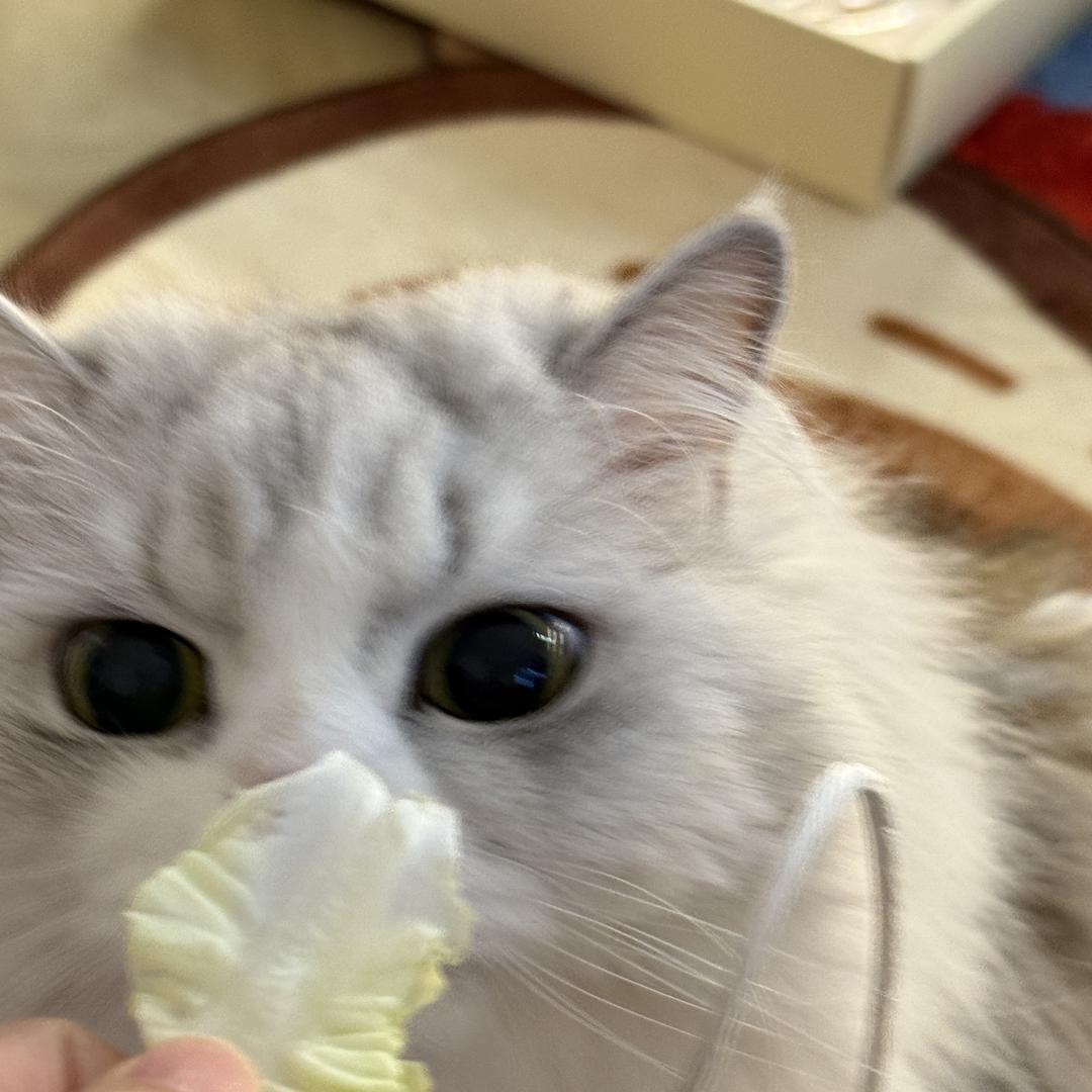 小霸王丢丢