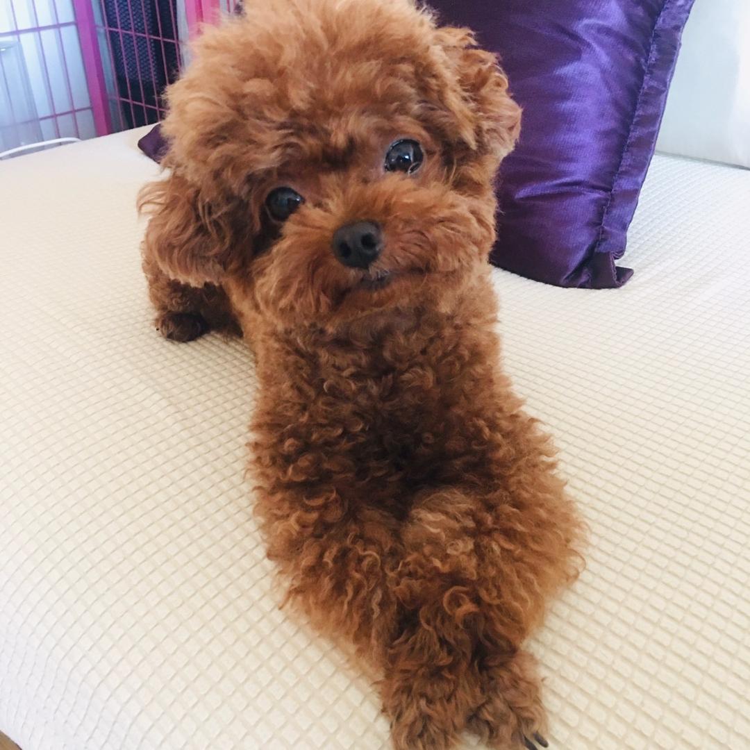 元宝小可爱