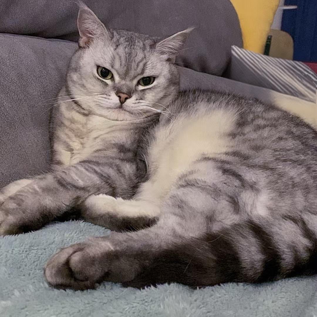小福猫