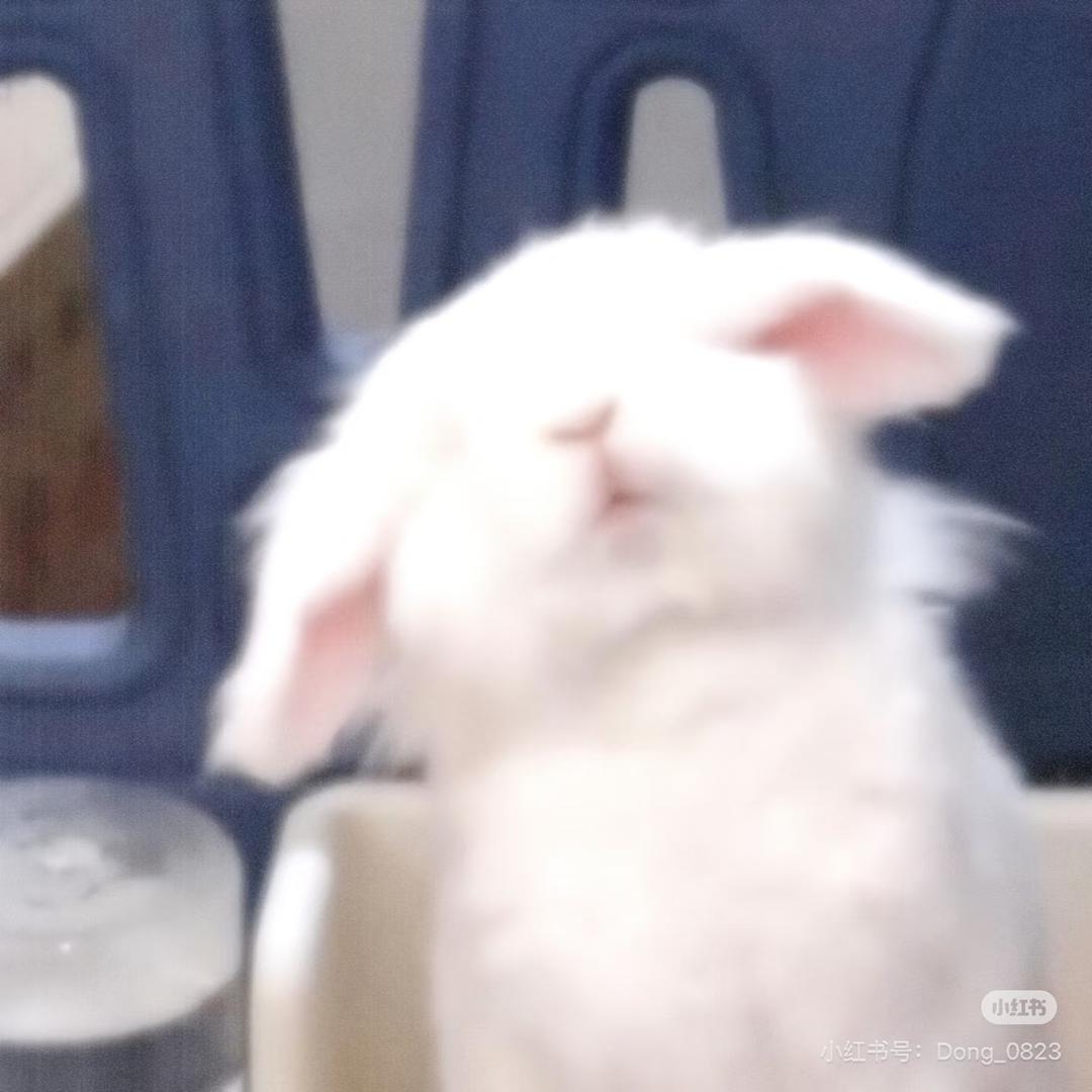 一只小白兔