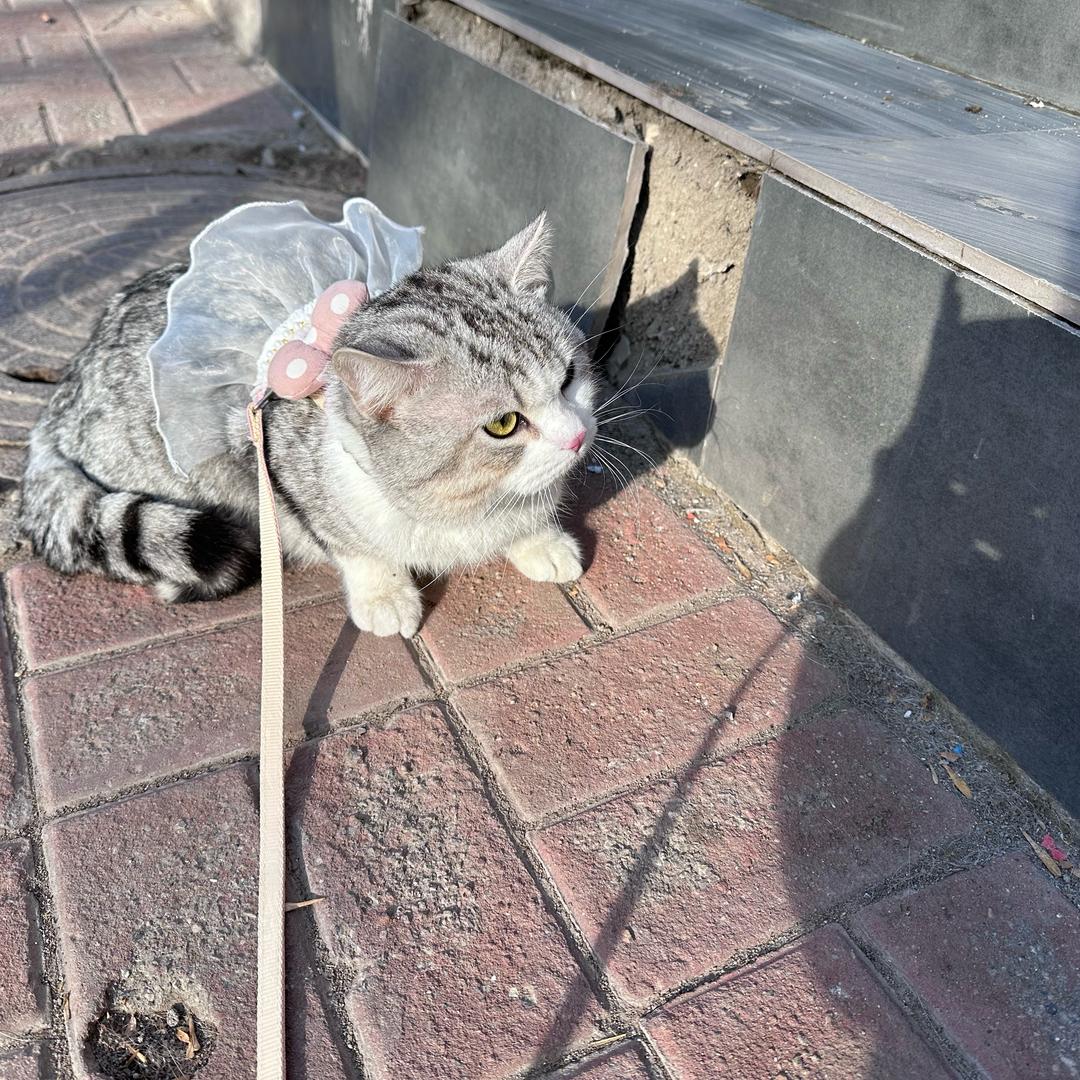 前妻