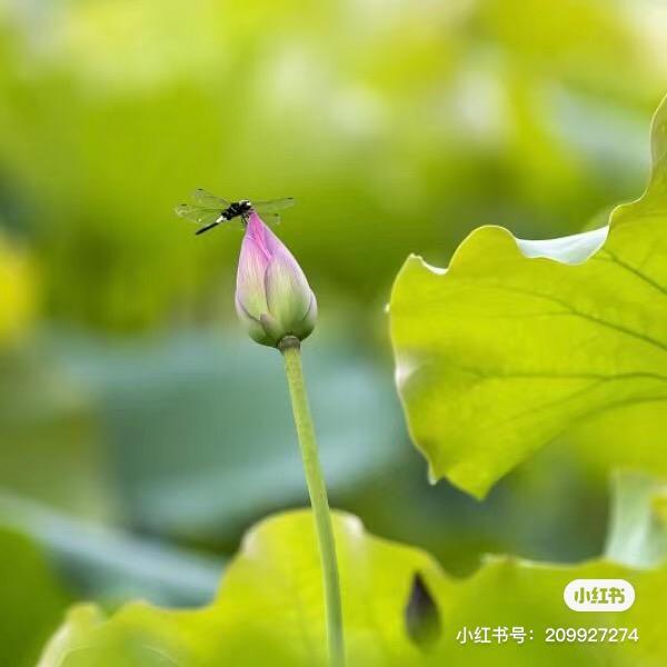 青云说羊