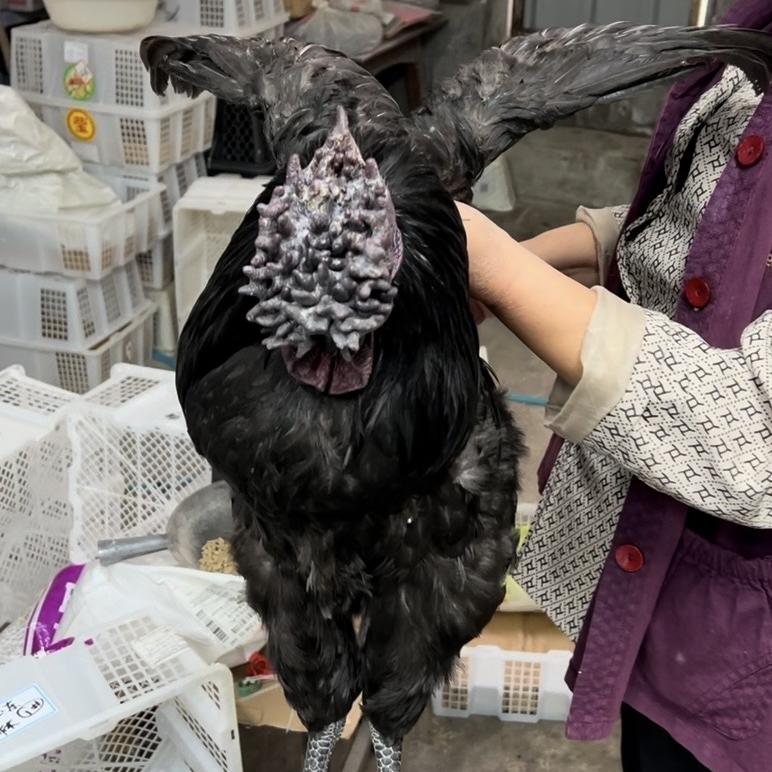 川山云旧院黑鸡肉蛋精品馆