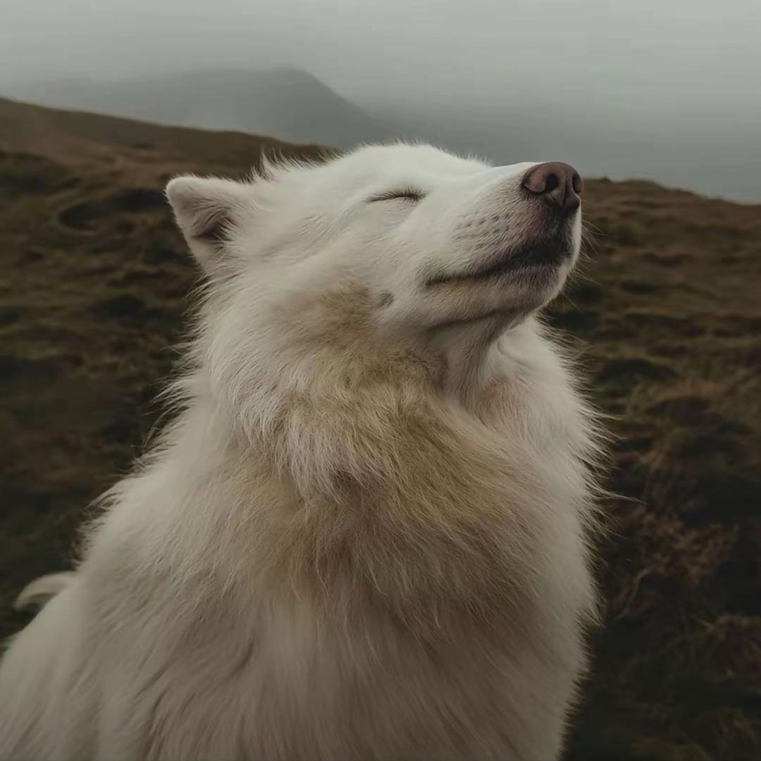 .🐶.