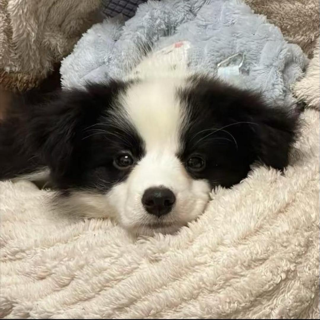 洛宠星链小边牧【楠楠】