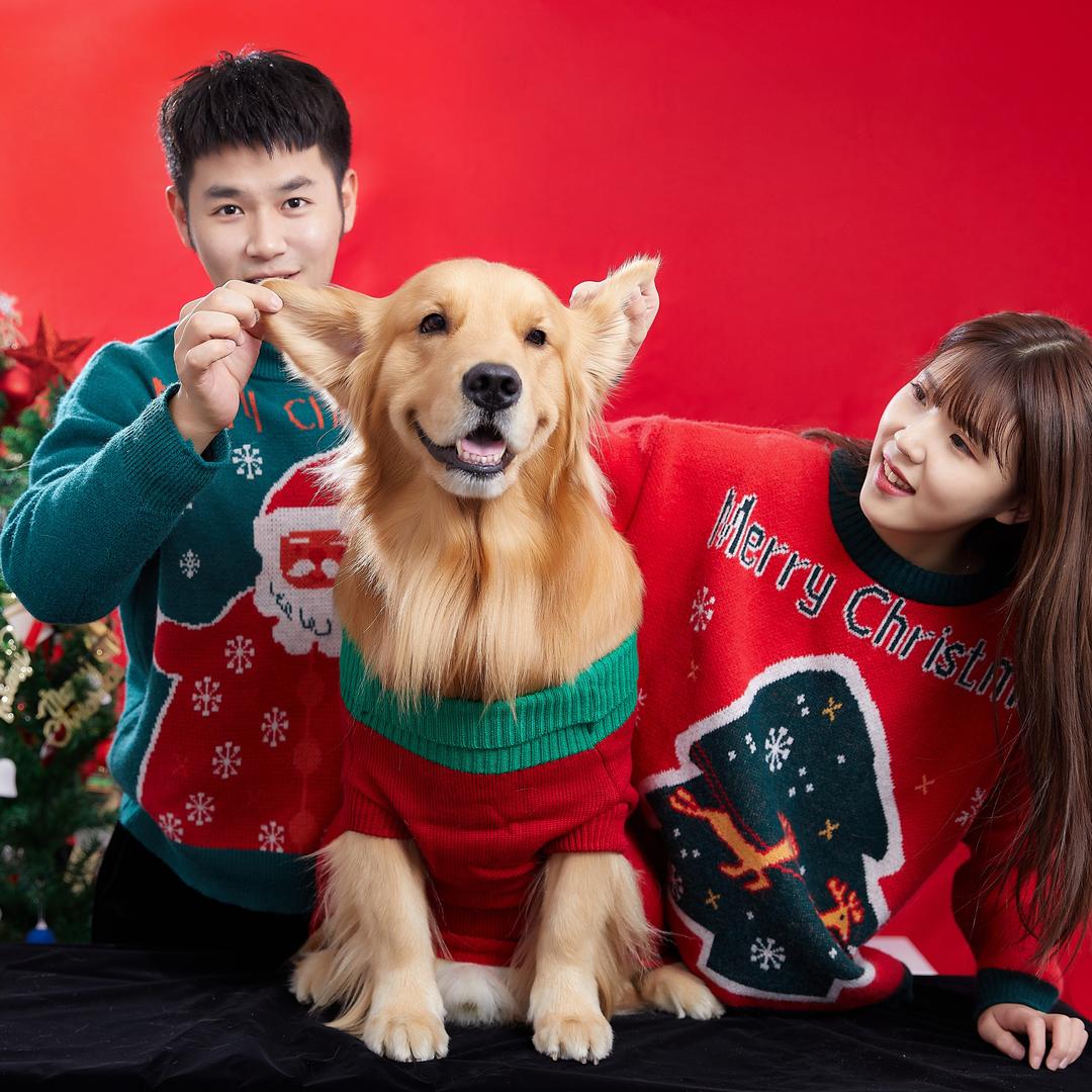 金毛路虎一家人@抖音