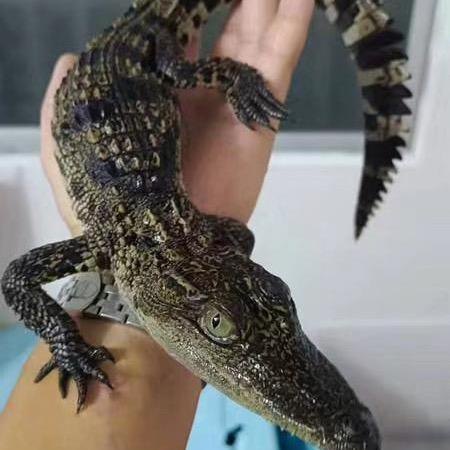 恒鑫鳄鱼养殖场