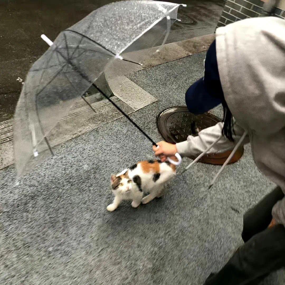 陈喵喵🐱