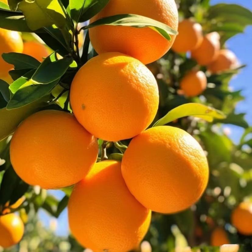 果果鲜生🍊