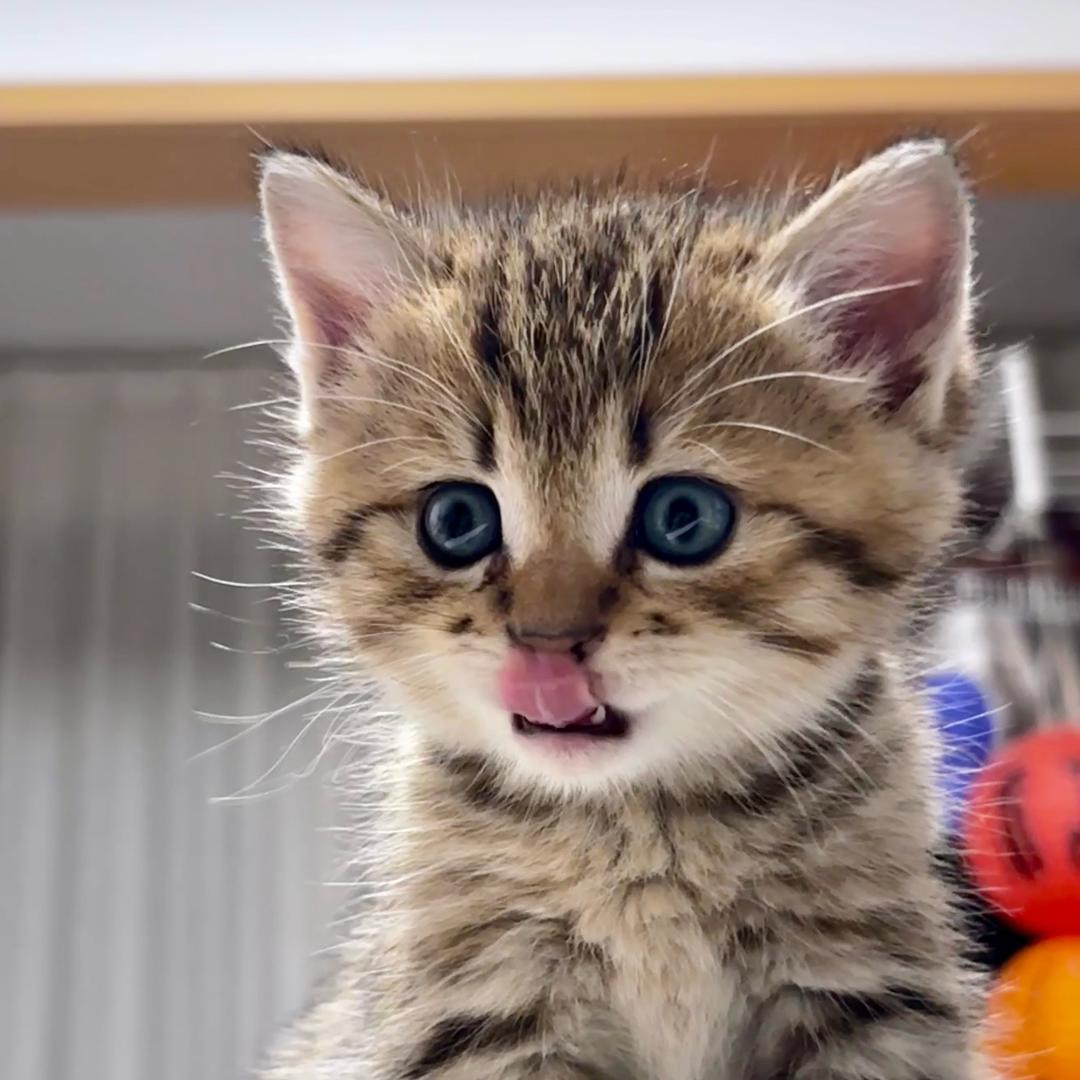 老虎哥的成长日记