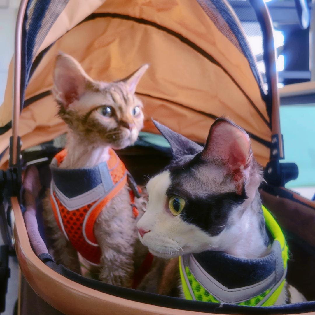 沐曦家的毛孩子