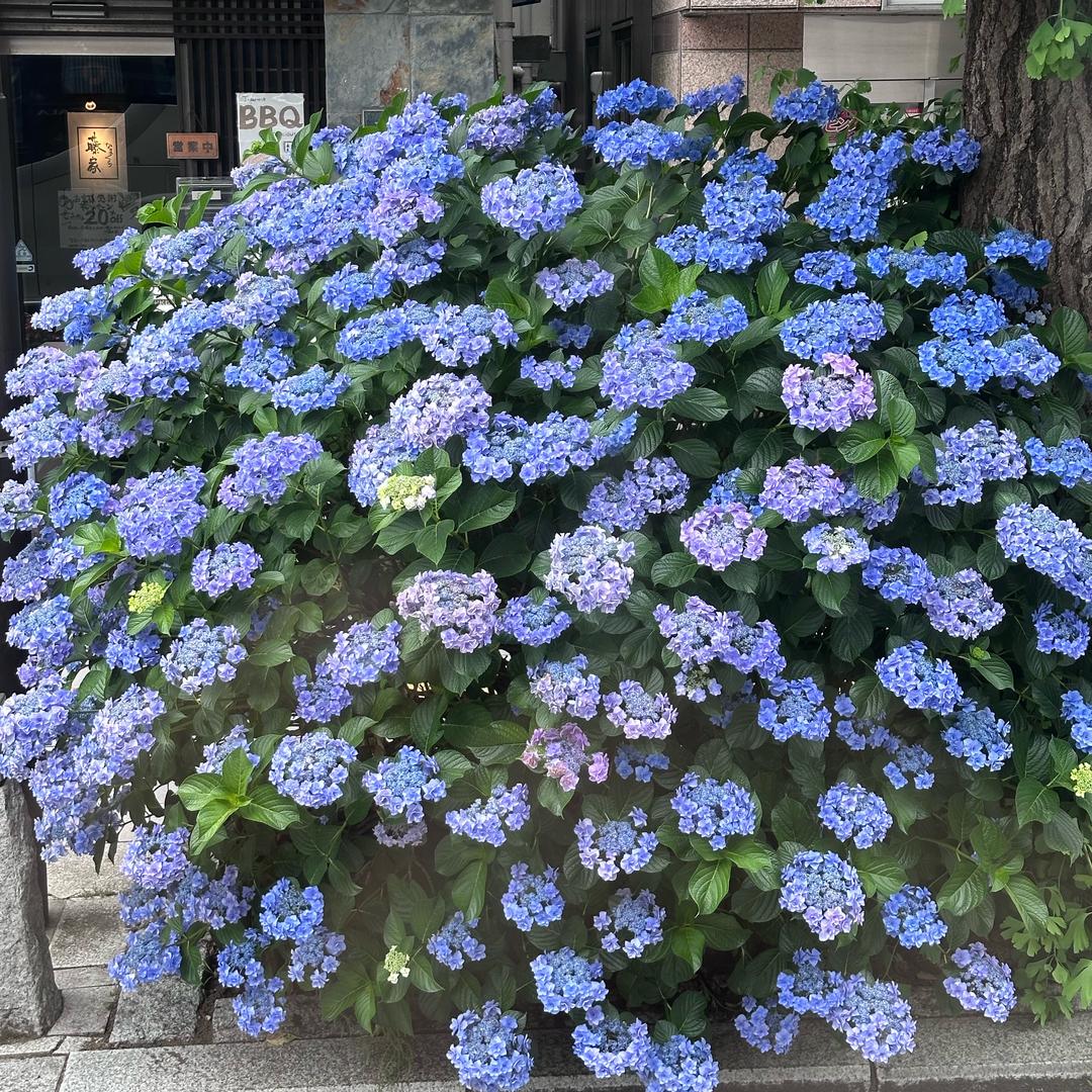 永生花花礼定制