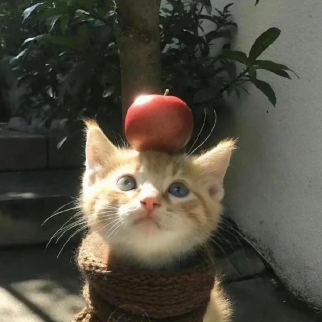 竹山茶