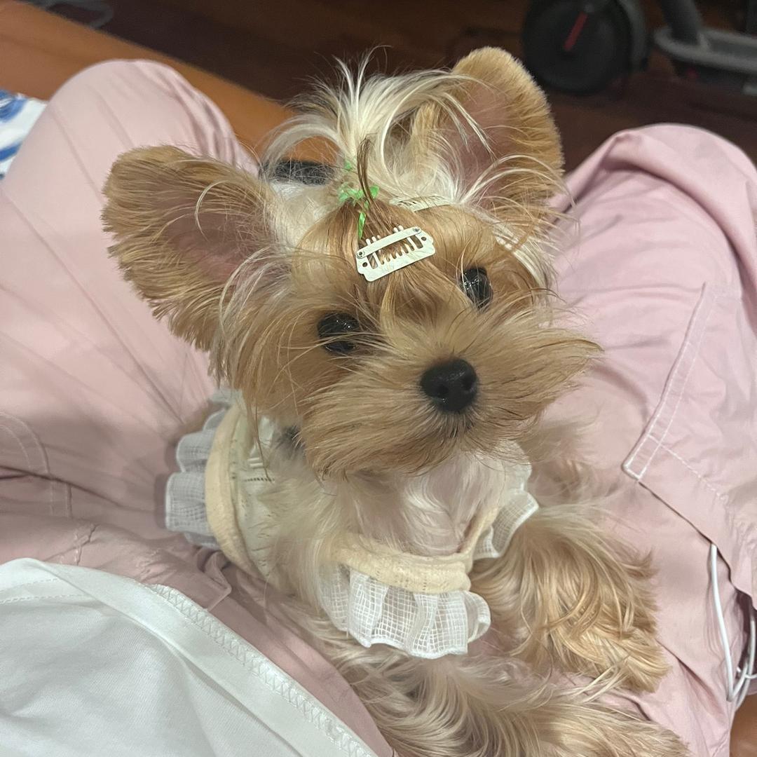两斤半的李大G