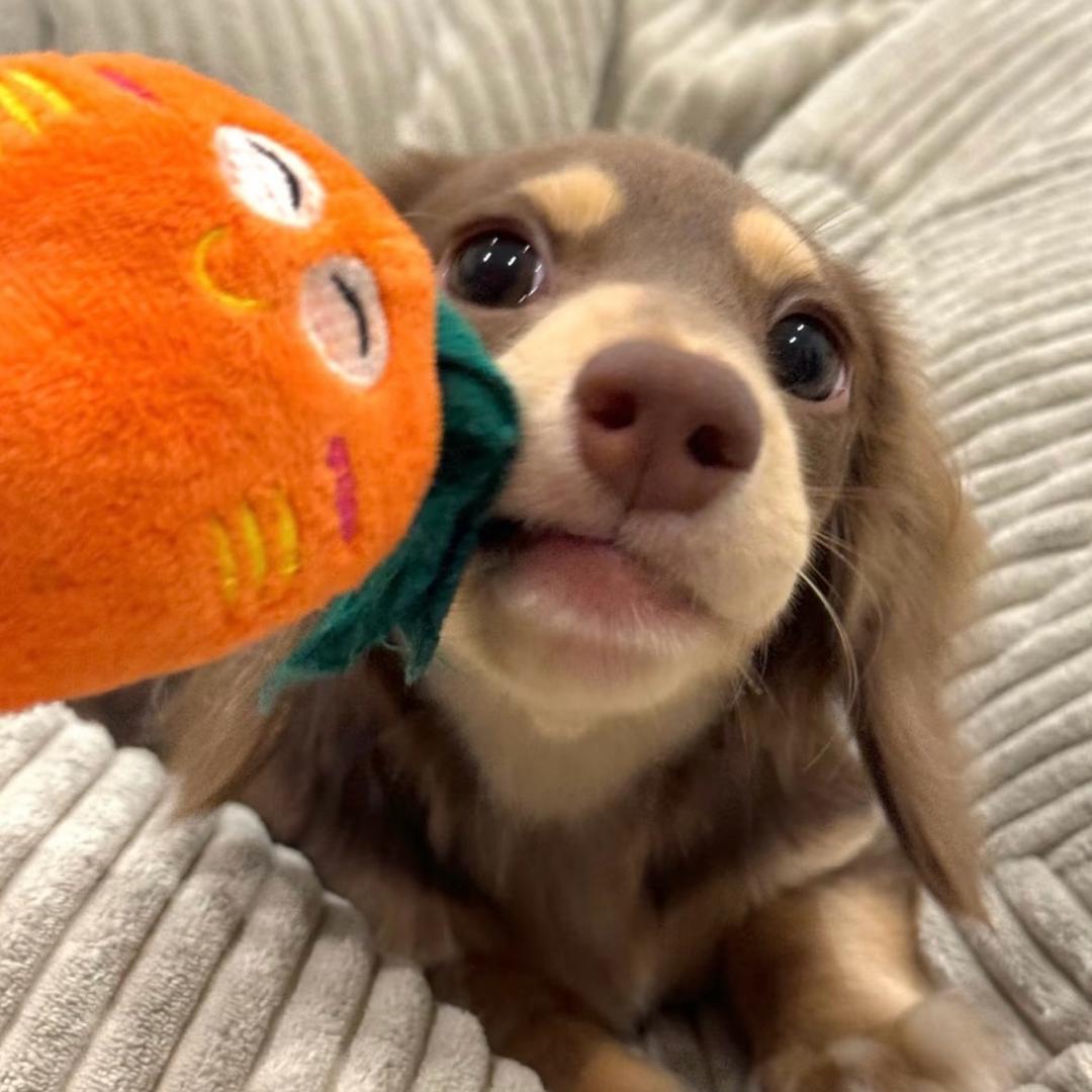 快乐小狗🐶