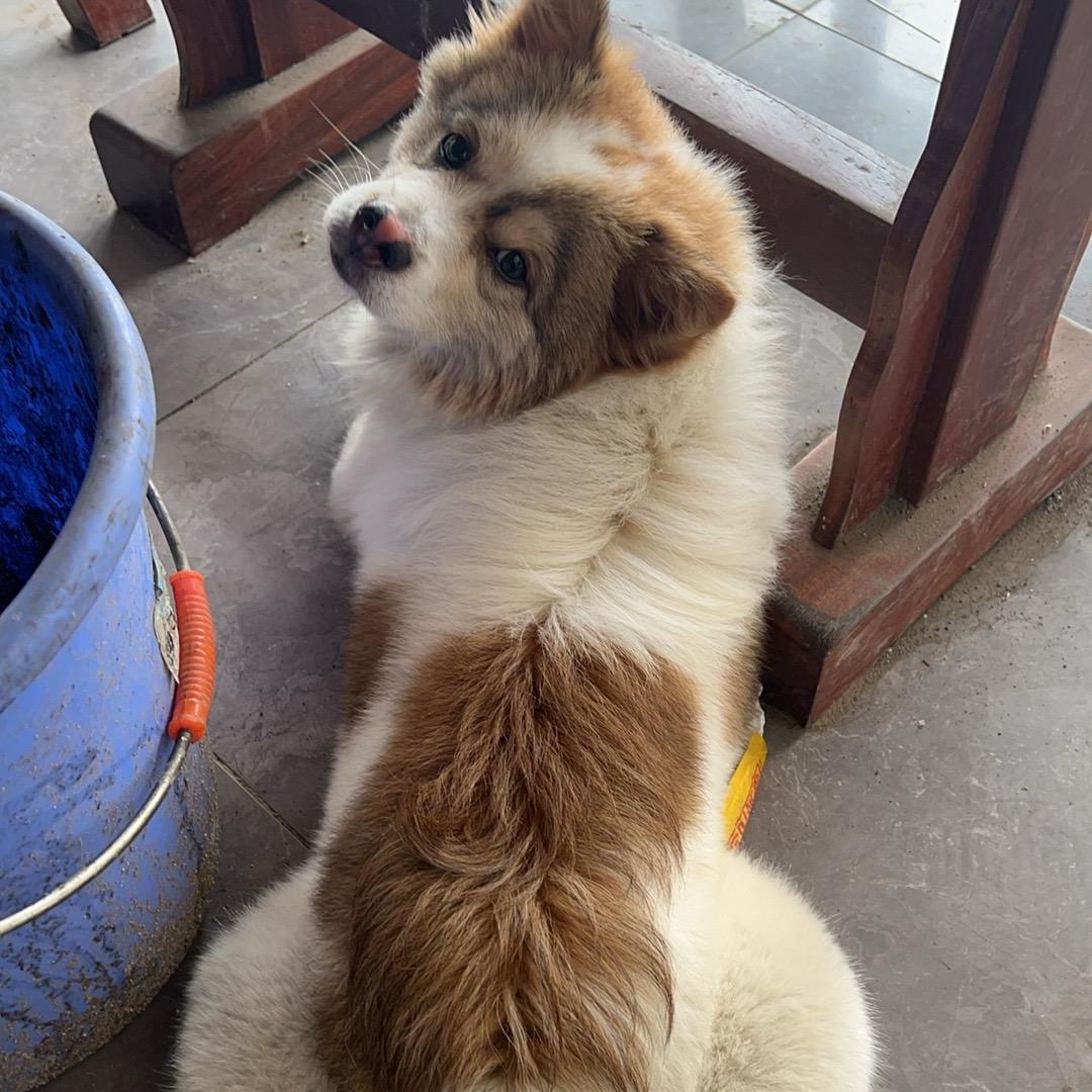 蓝胖子宠物用品批发