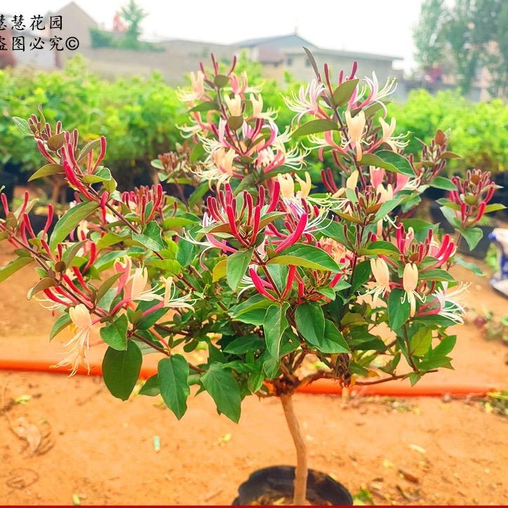 慧慧花卉园