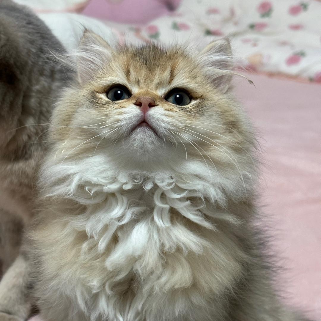 小咩