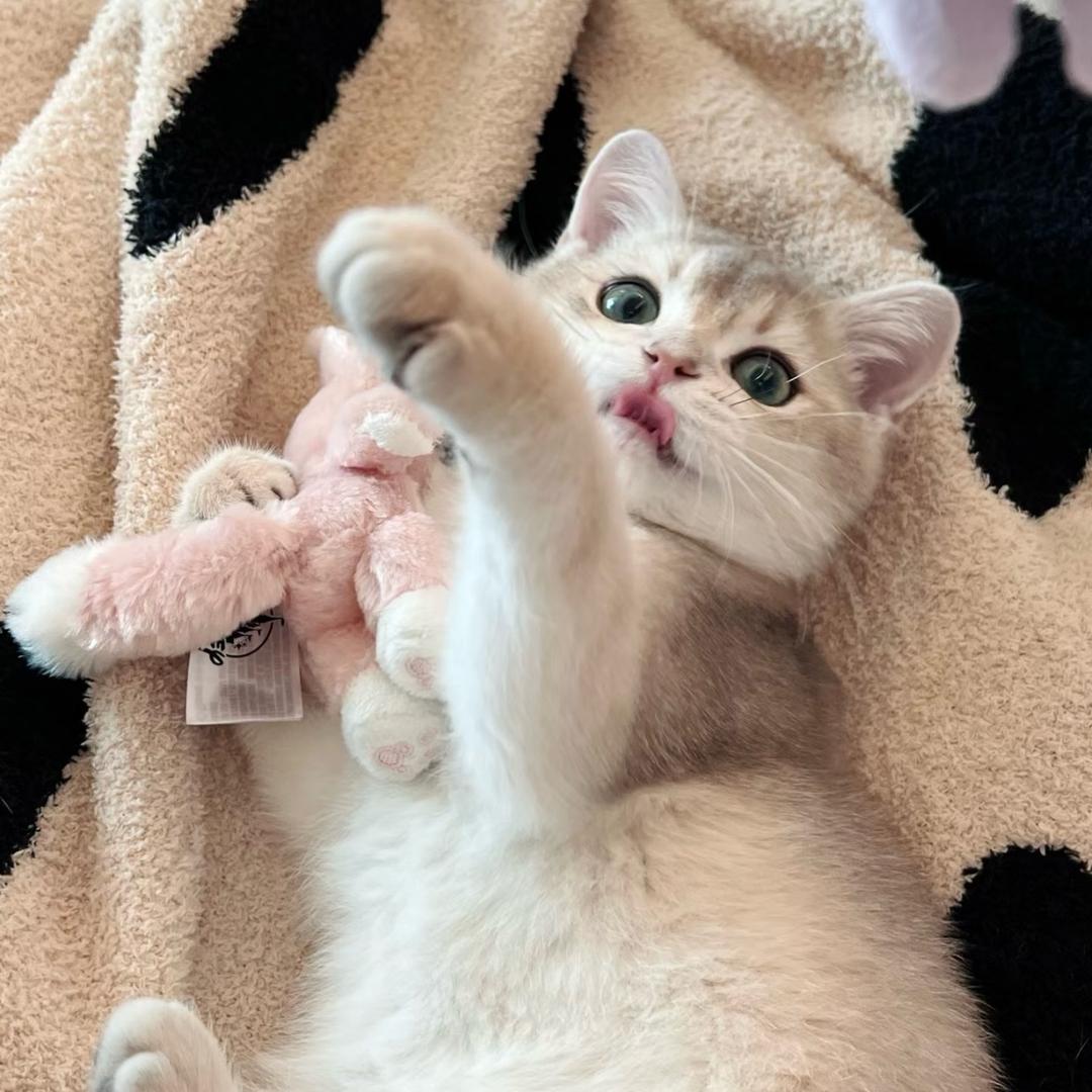 小🦊O