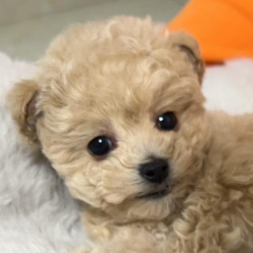 🥯金面包成长日记