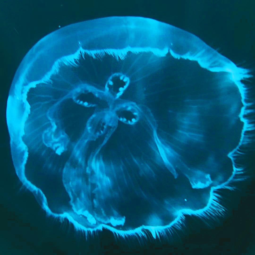 孢子水母