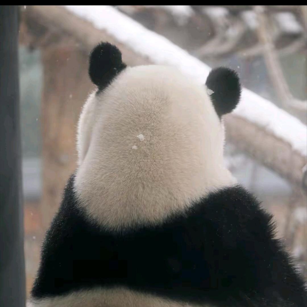 莫大