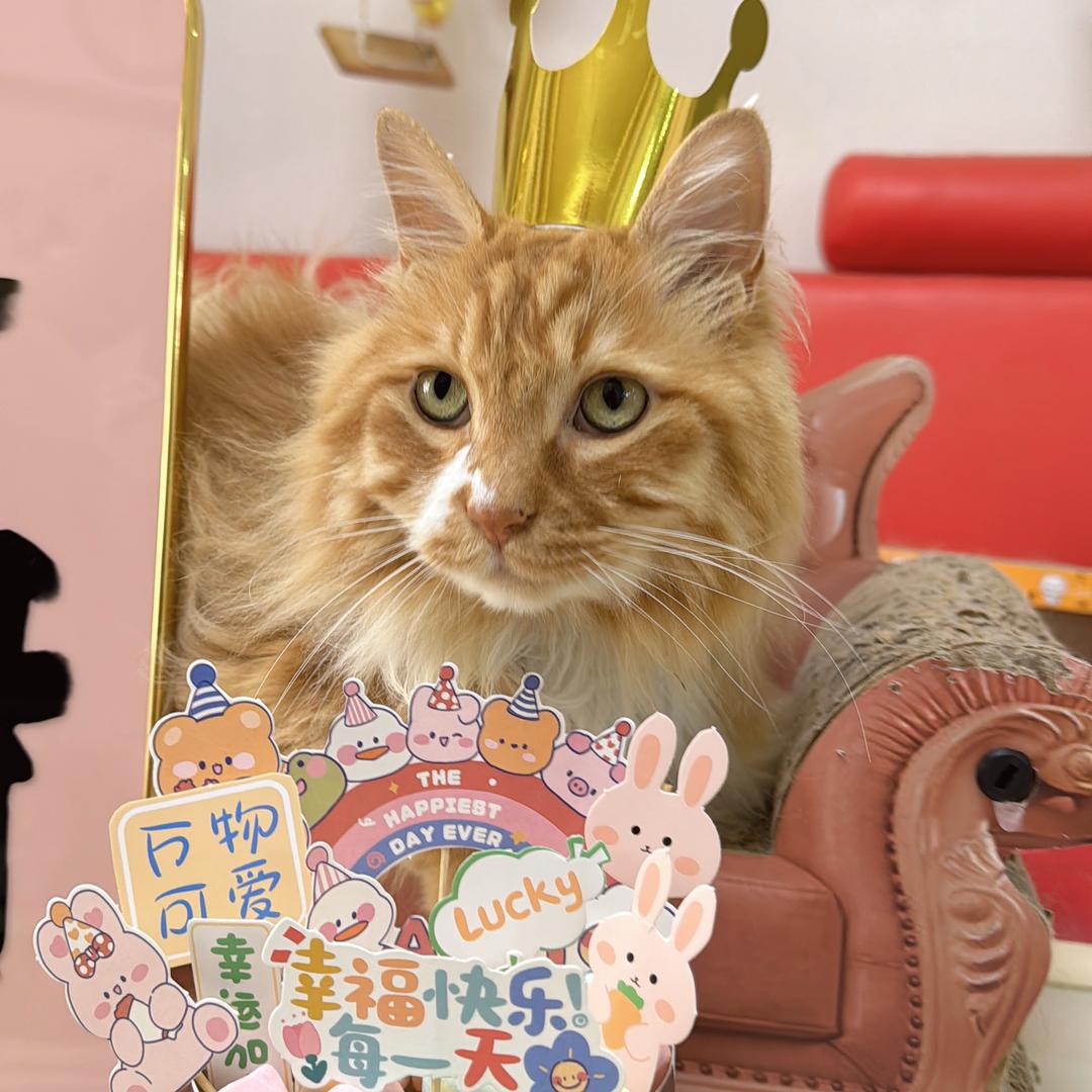 初七和7只小猫咪