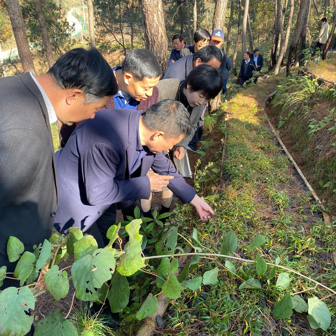 霍山仁发石斛公司