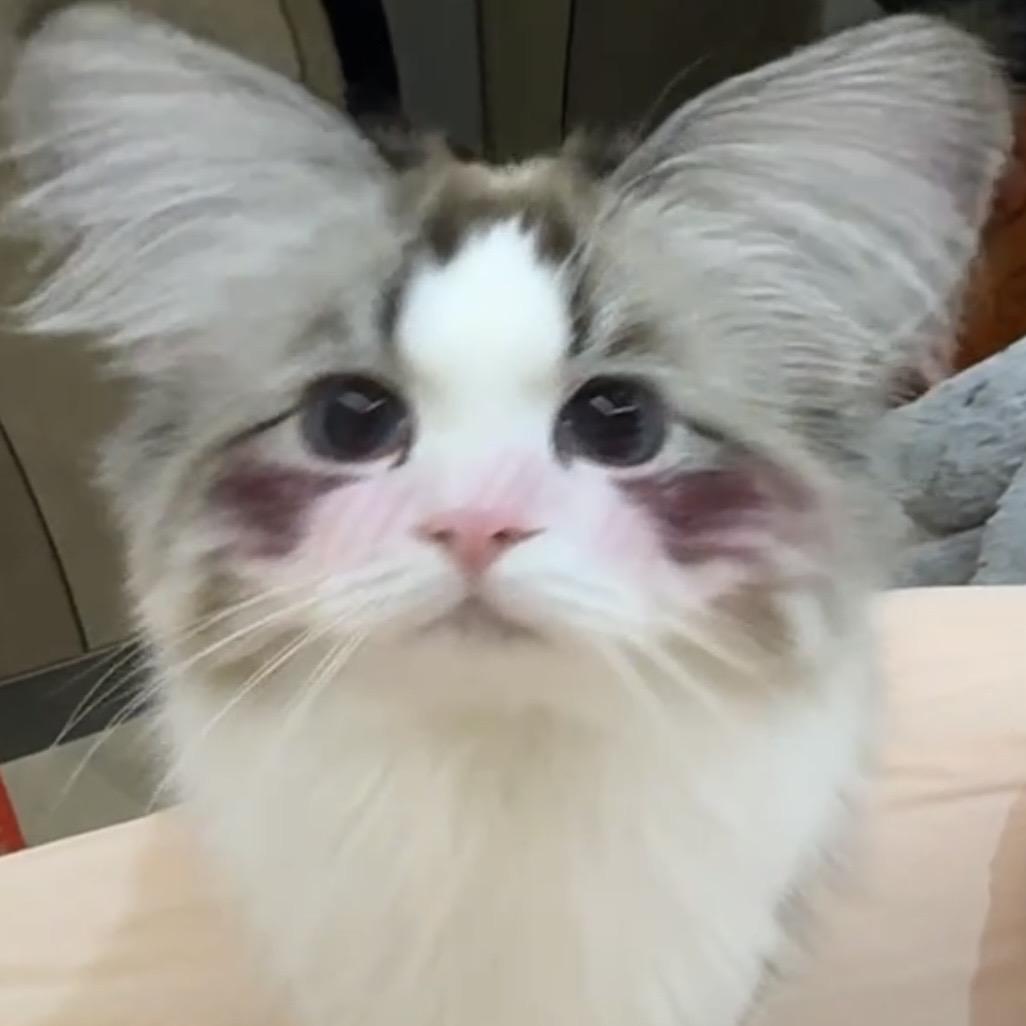 大胆欧拆