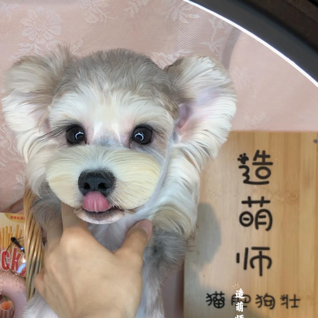 造萌师雪纳瑞犬舍