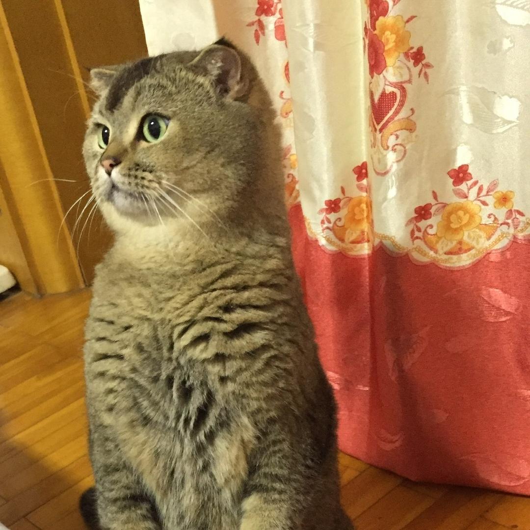 新姐。